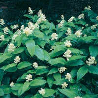 Smilacina racemosa