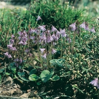 Soldanella alpina