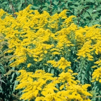 Solidago canadensis