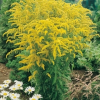 Solidago Ibridi