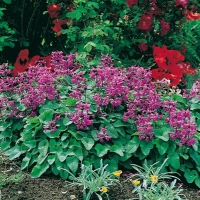 Stachys grandiflora