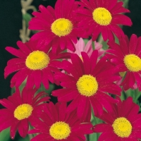 Tanacetum (Coccineum Group)