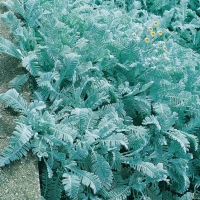 Tanacetum densum amanii