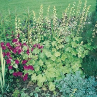 Tellima grandiflora