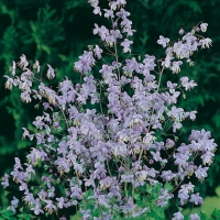 Thalictrum delavayi