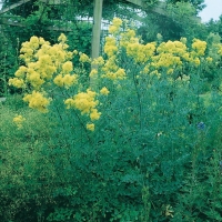 Thalictrum flavum ssp. glaucum