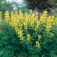 Thermopsis lanceolata