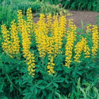 Thermopsis montana