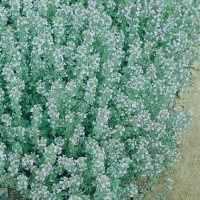 Thymus x citriodorus