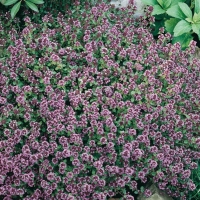 Thymus serpyllum