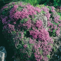 Thymus doerfleri 'Bressingham Seedling'