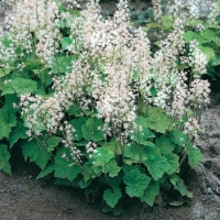 Tiarella cordifolia