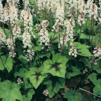 Tiarella wherryi