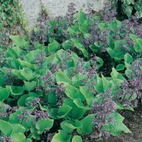 Trachystemon orientalis