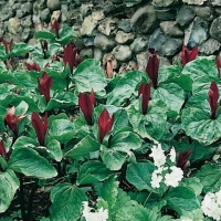 Trillium sessile