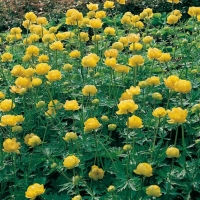 Trollius chinensis 'Golden Queen'