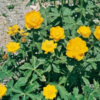 Trollius pumilus