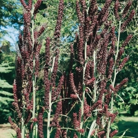 Veratrum nigrum