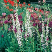 Verbascum chaixii