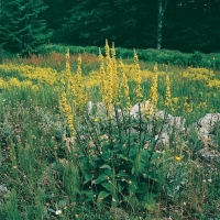 Verbascum nigrum