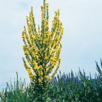 Verbascum olympicum