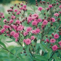 Vernonia crinita