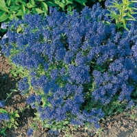 Veronica austriaca ssp. teucrium