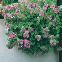 Veronica pectinata 'Rubra'