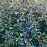 Veronica peduncularis 'Georgia Blue'