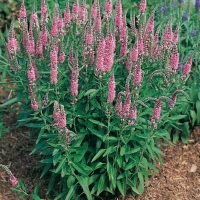 Veronica spicata