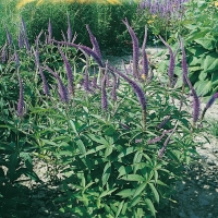 Veronicastrum sibiricum