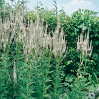 Veronicastrum virginicum