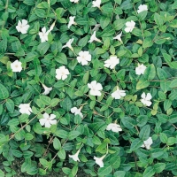 Vinca minor