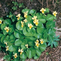 Viola biflora