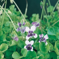 Viola hederacea