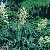 Yucca filamentosa