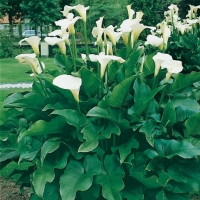 Zantedeschia aethiopica (Calla)