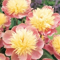 Paeonia lactiflora 'Bowl of Beauty'