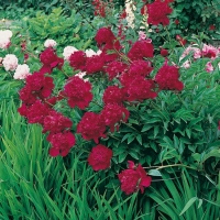 Paeonia lactiflora 'Felix Crousse'