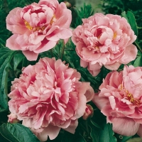 Paeonia lactiflora 'Gilbert Barthelot'