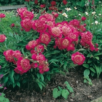 Paeonia lactiflora 'Kimo Kimo'