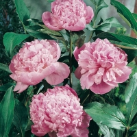 Paeonia lactiflora 'Monsieur Jules Elie'