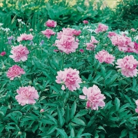 Paeonia lactiflora 'Madame Emile Debatene'