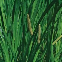 Acorus calamus