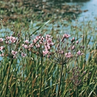 Butomus umbellatus