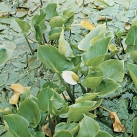 Calla palustris (Calla di palude, aro acquatico)