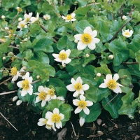 Caltha palustris var. alba