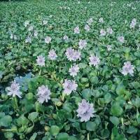 Eichhornia crassipes