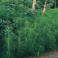 Equisetum telmateia