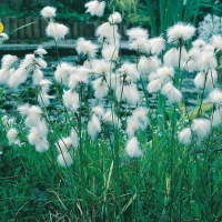 Eriophorum angustifolium